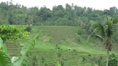 Reisterassen auf Bali