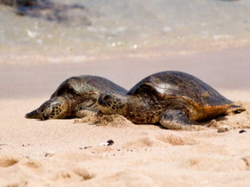 Schildkröte auf Pulau Serangan 