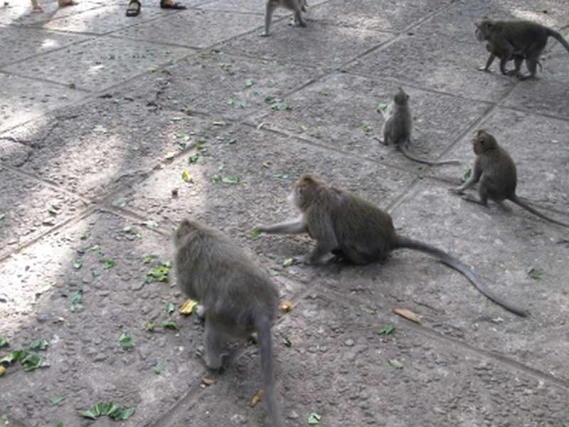 Monkey Forest auf Bali
