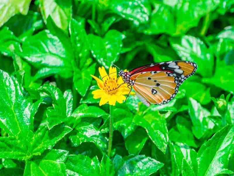 Schmetterlingspark Bali 