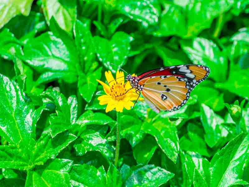 Schmetterlingspark Bali