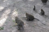 Monkey Forest auf Bali