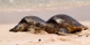 Schildkröte auf Pulau Serangan