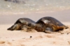 Schildkröte auf Pulau Serangan