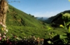 Sungai Ayung Valley